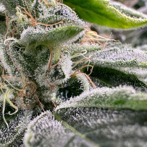 CxLAZ #20 C1 25g growlog timeline photo