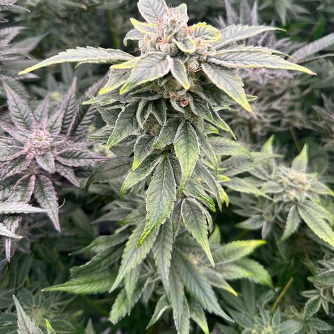 CxLAZ #20 C1 25g growlog timeline photo