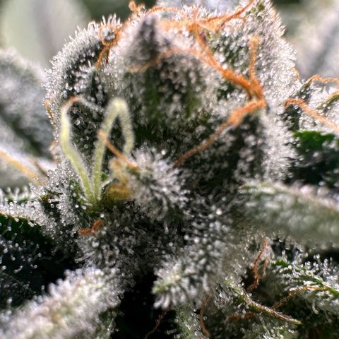 MiscxLAZ #26 C #1 47.15g growlog timeline photo