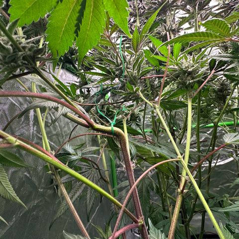 CxLAZ #03 C #1 58.58g growlog timeline photo