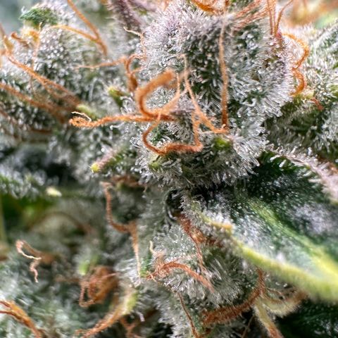 Fuel D.OG #1 Female 47.36g growlog timeline photo
