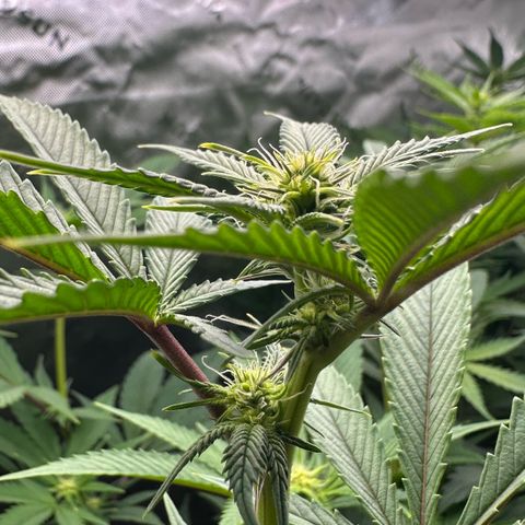 MiscxLAZ #26 C #2 growlog timeline photo