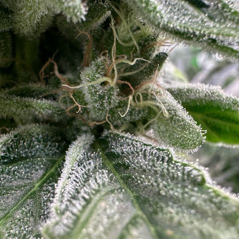 CxLAZ #20 C1 25g growlog timeline photo