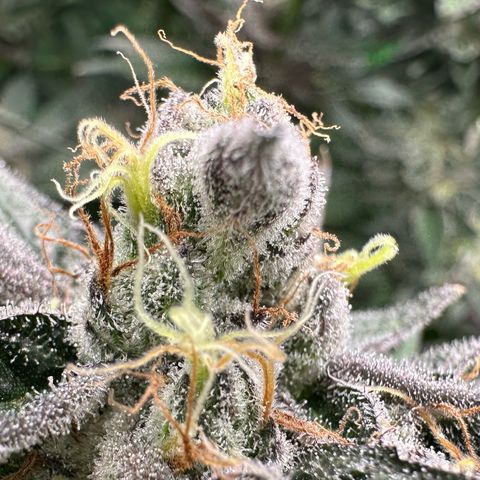 CxLAZ #03 C #1 58.58g growlog timeline photo