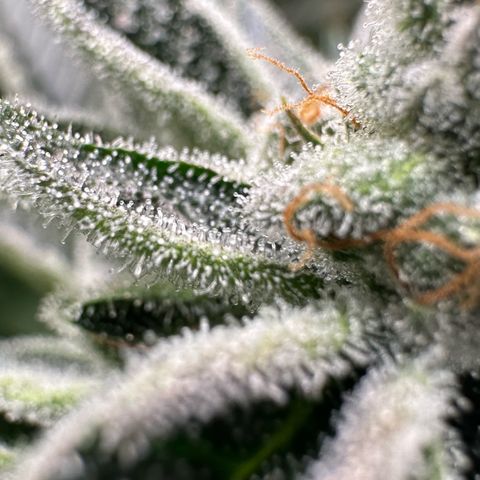 MiscxLAZ #26 C #1 47.15g growlog timeline photo