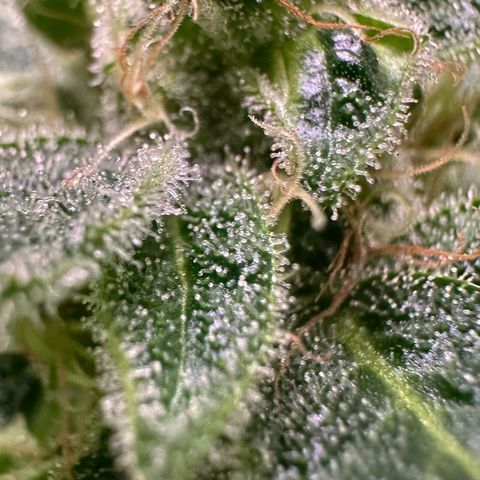CxLAZ #20 C1 25g growlog timeline photo