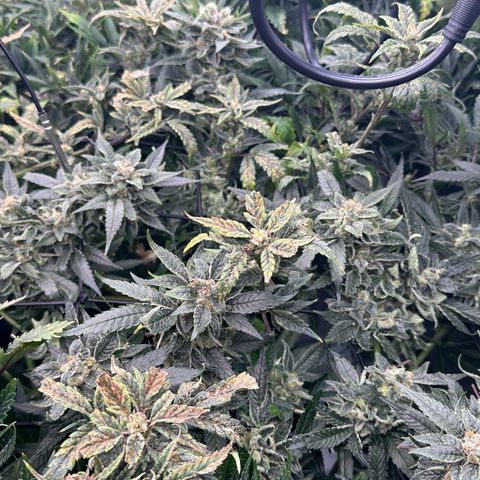 MiscxLAZ #08 C #1 growlog timeline photo