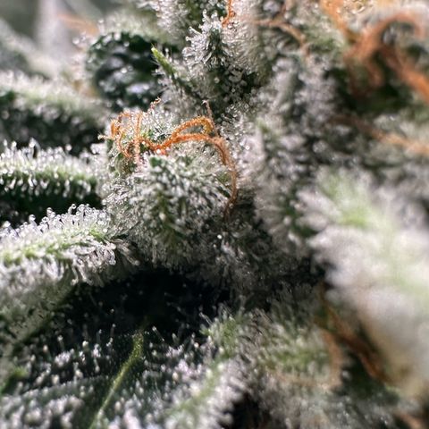 MiscxLAZ #26 C #1 47.15g growlog timeline photo