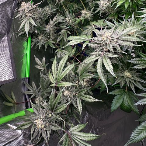 CxLAZ #03 C #1 58.58g growlog timeline photo