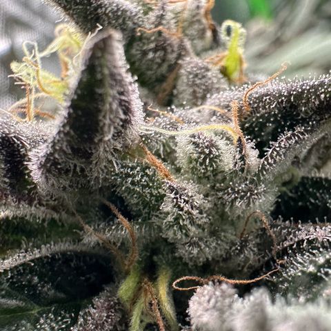 CxLAZ #03 C #1 58.58g growlog timeline photo