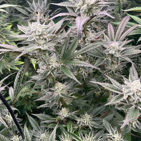 MiscxLAZ #29 C growlog timeline photo