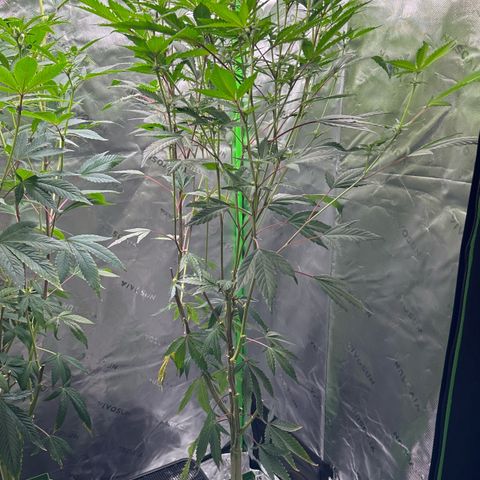 CxLAZ #15 C #1 growlog timeline photo