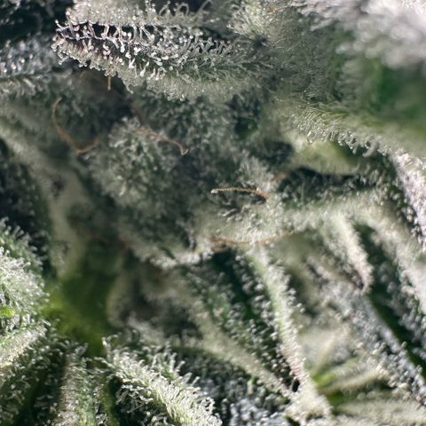 MiscxLAZ #29 C growlog timeline photo