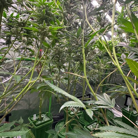 MiscxLAZ #37 C growlog timeline photo