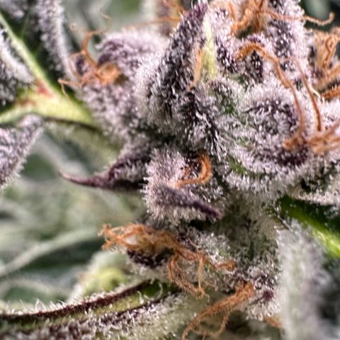 MiscxLAZ #37 C growlog timeline photo