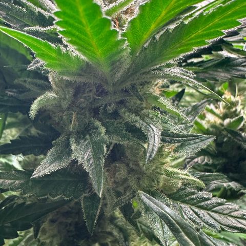 Fuel D.OG #1 Female 47.36g growlog timeline photo