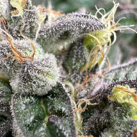 CxLAZ #03 C #1 58.58g growlog timeline photo