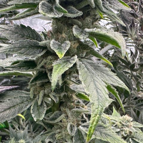 CxLAZ #20 C1 25g growlog timeline photo