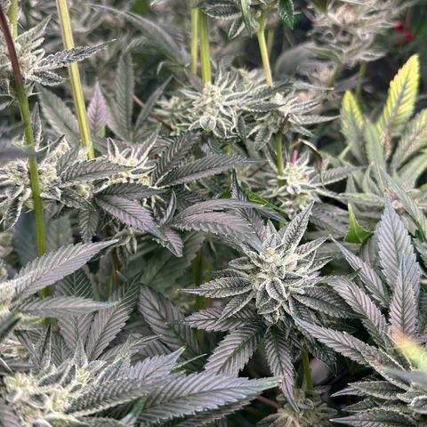 MiscxLAZ #26 C #1 47.15g growlog timeline photo