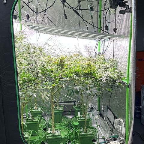 Fuel D.OG #1 Female 47.36g growlog timeline photo