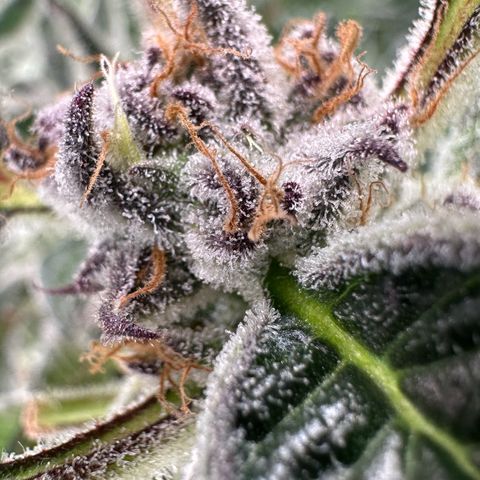MiscxLAZ #37 C growlog timeline photo