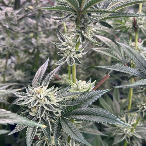 MiscxLAZ #26 C #1 47.15g growlog timeline photo