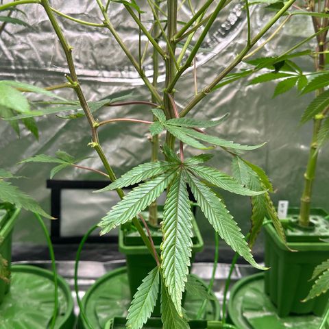 CxLAZ #20 C1 25g growlog timeline photo