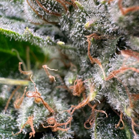 Fuel D.OG #1 Female 47.36g growlog timeline photo