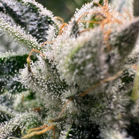 MiscxLAZ #26 C #1 47.15g growlog timeline photo