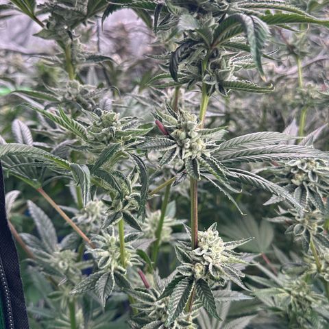 MiscxLAZ #26 C #1 47.15g growlog timeline photo