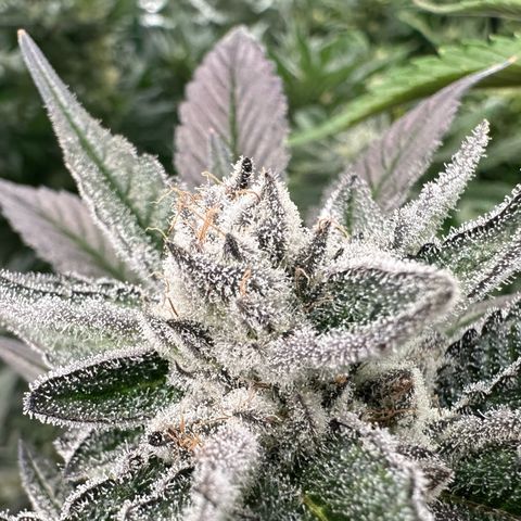 MiscxLAZ #29 C growlog timeline photo