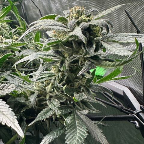 MiscxLAZ #08 C #1 growlog timeline photo