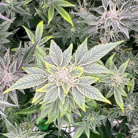 CxLAZ #20 C1 25g growlog timeline photo