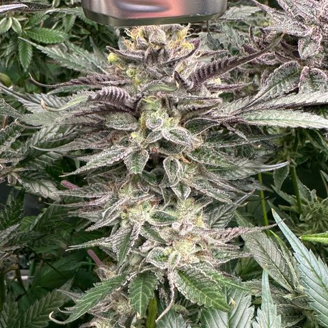 CxLAZ #03 C #1 58.58g growlog timeline photo