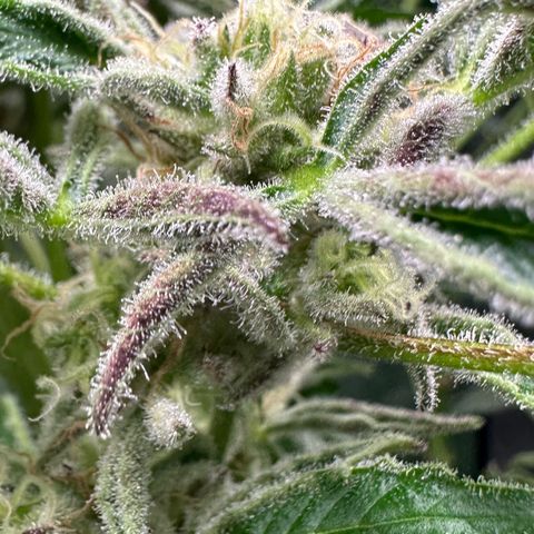 MiscxLAZ #37 C growlog timeline photo