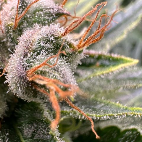 Fuel D.OG #1 Female 47.36g growlog timeline photo