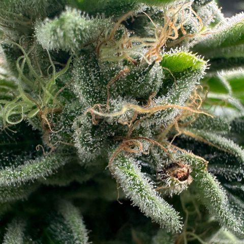 CxLAZ #20 C1 25g growlog timeline photo