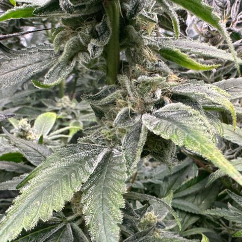 CxLAZ #20 C1 25g growlog timeline photo