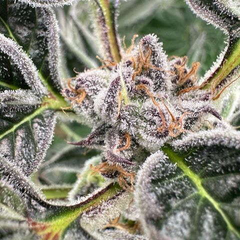 MiscxLAZ #37 C growlog timeline photo