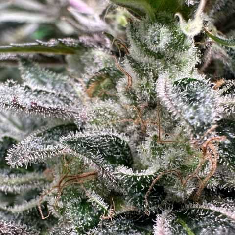 CxLAZ #03 C #1 58.58g growlog timeline photo