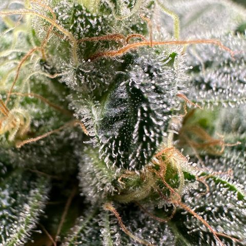 CxLAZ #20 C1 25g growlog timeline photo