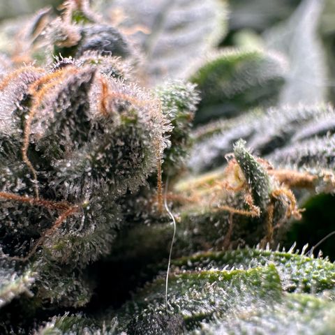 MiscxLAZ #08 C #1 growlog timeline photo