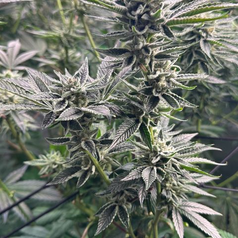 MiscxLAZ #26 C #1 47.15g growlog timeline photo