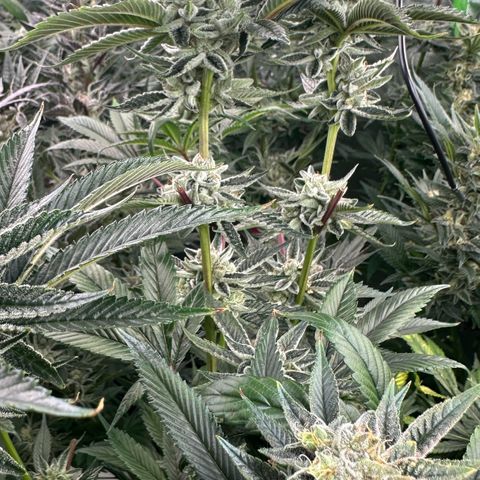 MiscxLAZ #26 C #1 47.15g growlog timeline photo