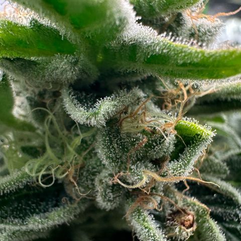 CxLAZ #20 C1 25g growlog timeline photo