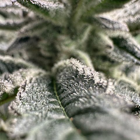 MiscxLAZ #29 C growlog timeline photo