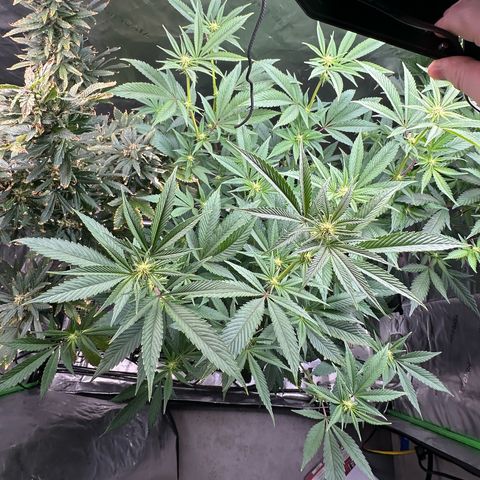MiscxLAZ #26 C #2 growlog timeline photo
