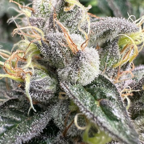 CxLAZ #03 C #1 58.58g growlog timeline photo