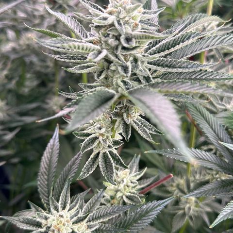 MiscxLAZ #26 C #1 47.15g growlog timeline photo