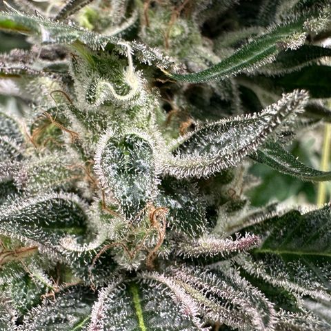 CxLAZ #03 C #1 58.58g growlog timeline photo